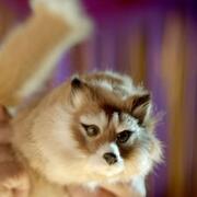 Foxy la volpe Tricky The Fox