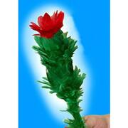 Fiore che sboccia Blooming blossom