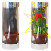 Appearing Rose in Tube